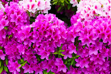 Pink flowers blooming in Japan park