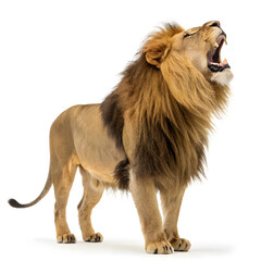 Obraz premium A roaring male lion captured in profile, standing proudly with a powerful and fierce expression.