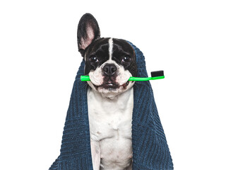Cute puppy, blue towel and toothbrush. Clean and healthy teeth. Close-up, indoors. Studio shot, isolated background. Concept of care, education, obedience training and raising pets