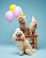 A fluffy poodle sits on a wooden stool with pastel-colored balloons tied behind it. The dog wears a...
