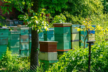 row of colorful beehives set in a shaded garden, surrounded by dense greenery and trees. A summer...