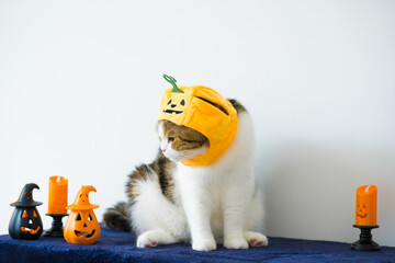 close up scottish cat with wearing pumpkin halloween concept