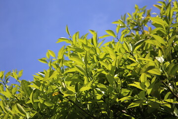 Green leaves of orange tree with blue sky