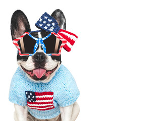 Cute puppy, sunglasses, bow and American Flag. Dog smile. Closeup, indoors. Studio shot....