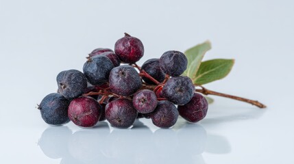 Elegant macro shot of Aronia melanocarpa fruit cluster with leaves detail