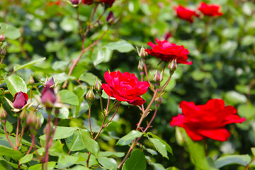 Red rose in a public park in Japan