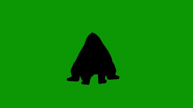 Black Bear Silhouette Attacking Scene Front on Green Screen Rendering Animation