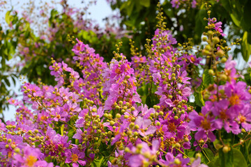 Fototapeta premium Lagerstroemia speciosa, Queen's crape myrtle , Pride of India.