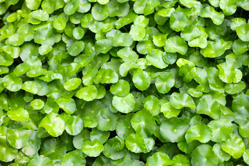 Gotu Kola, Centella Asiatica, Asiatic Pennywort. Herbal Plant