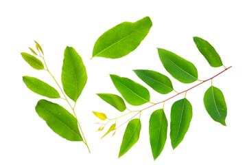 Eucalyptus leaves on white background.