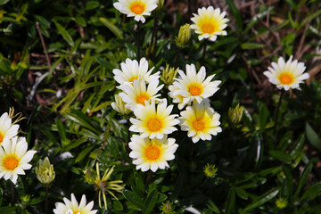 Obraz premium White gazania blooming in the Japanese garden