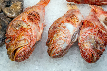 Red scorpionfish for sale at a market in Barcelona, Spain