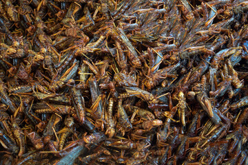 close up a file of fried locust grasshopper thailand thai extreme street food