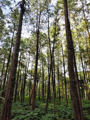 The atmosphere of a green forest on a sunny afternoon, with pine trees and coffee trees. Forest under Mount Gumitir, Jember, East Java, Indonesia.