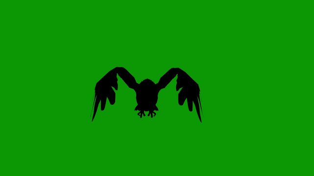 Black Buzzard  Silhouette Flying Toward Camera Isolated Green Screen