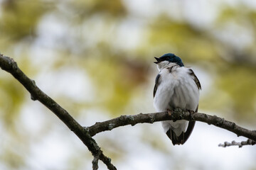 Tree swallow perched on small branch , singing out
