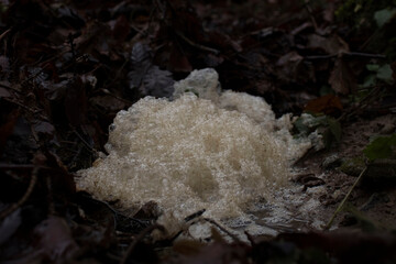 Foam in leaves at Hexenklamm