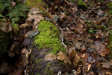 Green moss on a log on dead leaves in a German forest
