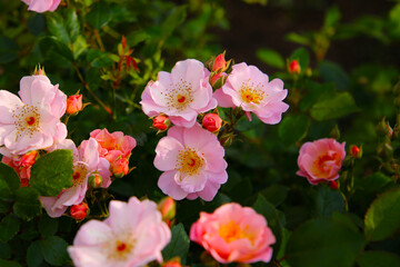 A beautiful rose bush in a public park in Japan