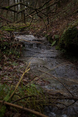 Shallow stream in German forest