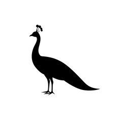 Obraz premium Superb Peacock Black Silhouette Clean Cut Silhouette vector illustration background