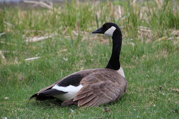 canada goose on the grass