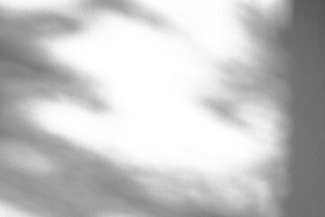 Abstract natural tree leaves shadow on white wall background