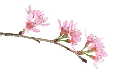 Obraz premium Prunus cerasoides flower, Wild Himalayan cherry plants, isolated on white background 