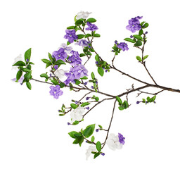 Brunfelsia uniflora, White and purple flowers isolated on white background with clipping path 