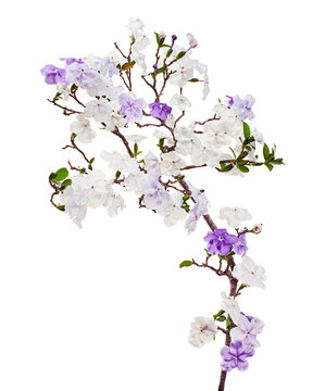Brunfelsia uniflora, White and purple flowers isolated on white background with clipping path 