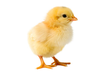 Obraz premium Adorable Fluffy Yellow Chick A Precious Newborn Bird