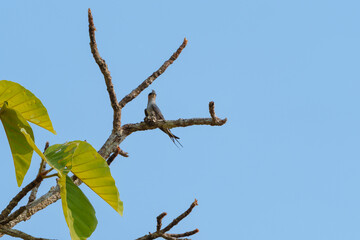 Crested Treeswift perched on a branch under a clear blue sky in its natural habitat