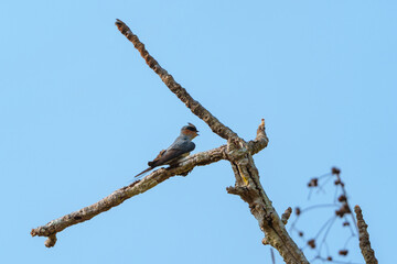Crested Treeswift perched on a bare branch against a clear blue sky in a serene natural setting