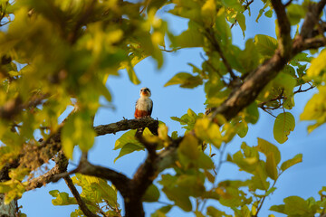 Black-thighed falconet perched on a branch in vibrant foliage during a sunny afternoon