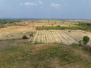 Vast agricultural fields in Buon Don district, Dak Lak province showcasing seasonal crop patterns and local farming practices