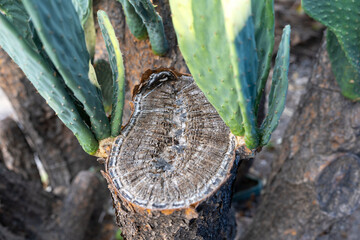 Close-up of a cactus stump with fresh green shoots sprouting from its cut surface. A raw, symbolic image of resilience, renewal, and natures cycle of life and survival.