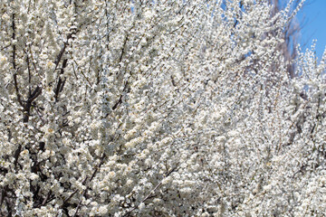 Delicate white petals contrasting with sunny sky background, celebrating nature's rebirth.