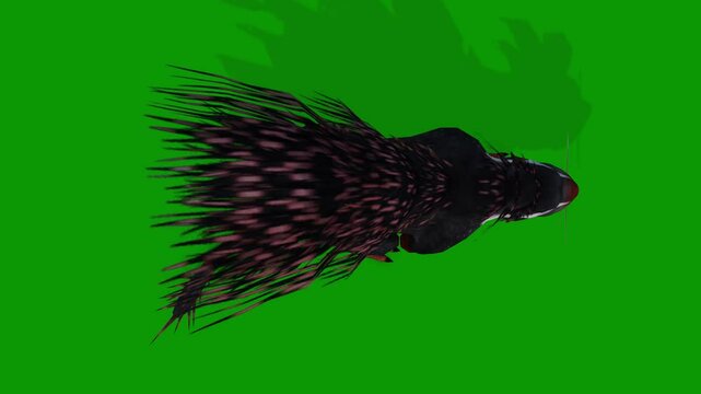 3D Cape Porcupine Walking Sky Camera On Green Screen-Chroma Key Animal Footage
