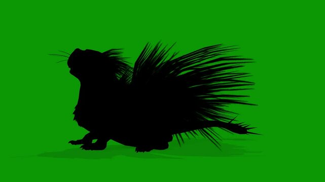 Cape Porcupine  Silhouette idle Scene Left On Green Screen Animation