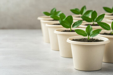 Green plants in pots on a white surface with soil. Creative business ideas and sustainability concept.