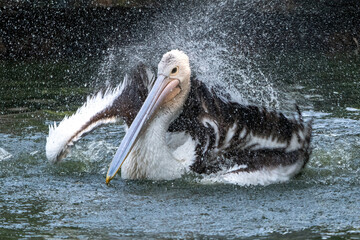 
Pelicans bathe in the pond