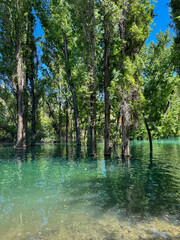 Flooded forest with turquoise water and reflections of tall trees.
