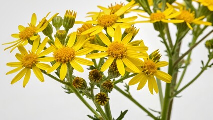 Obraz premium Bright yellow flowers of Senecio jacobaea (ragwort), isolated with clean cutout