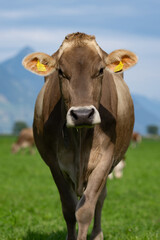 Cow grazing in a green pasture. Herd of cattle in grassland. Alpine meadows with grazing cow. Farmland with cow livestock. Grassy fields filled with cow. Grazing bovine. Cattle ranch.