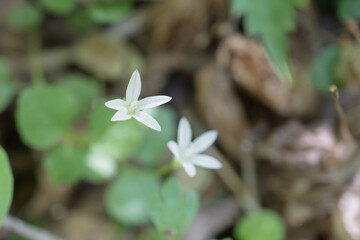 日本：タニギキョウ（Peracarpa carnosa var. circaeoides ）／真上から見た1センチに満たない小さな鐘形の白い花【野草】長野県・5月