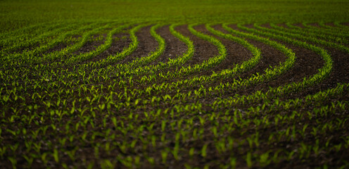 Corn growing in fertile soil. Young corn plants sprouting in field. Cultivated in spring. Seeds planted in rich ground. Plant growth in meadow. Farming corn on open land. Corn plants growing on farm.