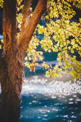 autumn leaves on the tree