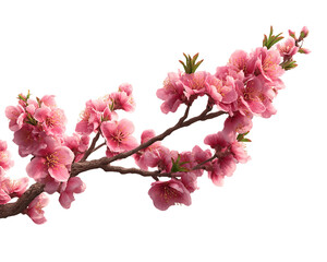 Obraz premium Delicate Pink Blossoms on a Branch, PNG