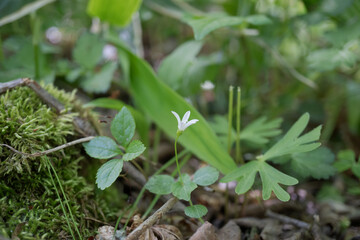 Obraz premium 日本：タニギキョウ（Peracarpa carnosa var. circaeoides ）／コケの傍に生えたとても小さな鐘形の白い花【野草】長野県・5月