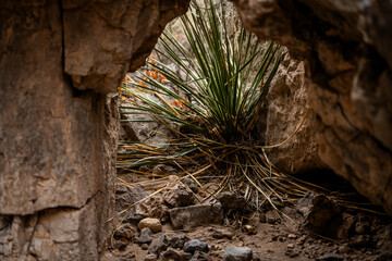 Dasylirion plant on stone